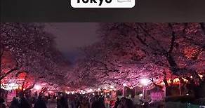 Ueno Park Cherry Blossom Festival: A Night of Illuminated Beauty in Tokyo