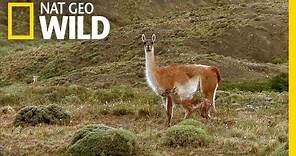 Frolicking Baby Guanacos | Extreme Survivors