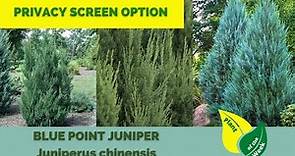 Blue Point Juniper | Juniperus chinensis | Evergreen Conifer
