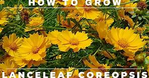 Coreopsis - Complete Grow and Care Guide