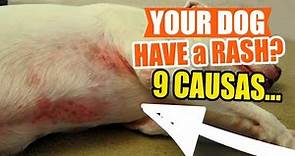WHY does your DOG have a RASH? 🐶9 Causes and Treatments