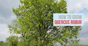 Quercus robur Growing Guide (English Oak, Common Oak) by GardenersHQ