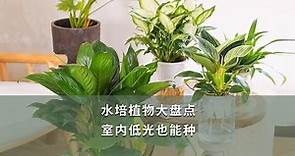 【海媽植物推薦45】水培植物大盤點，室內低光也能種 | House Plants That Grow in Water