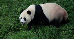 Chinese Expert Refutes Rumors of Panda Abuse at U.S. Zoo