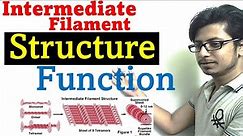 Intermediate filaments structure and function