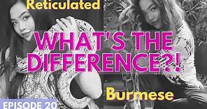 Burmese vs. Reticulated Pythons - What's the difference?