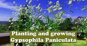Planting and growing Gypsophila Paniculata at Home.