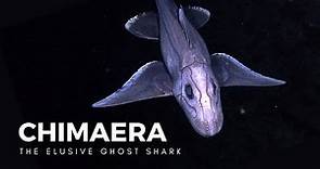 The Mysterious Ghost Shark