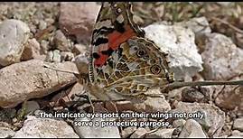 The Painted Lady Butterfly | Top 10 beautiful facts