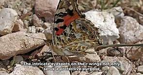 The Painted Lady Butterfly | Top 10 beautiful facts