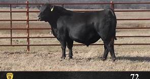 Stout! Check out this heifer bull!... - Linz Heritage Angus