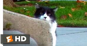 A Cat's Tale (2008) - Kitty Hide and Seek Scene (3/10) | Movieclips