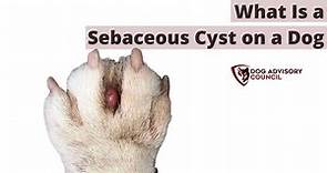 What Is a Sebaceous Cyst on a Dog? All You Should Know | Dog Advisory Council