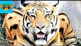 Bengal Tiger Facts & Information