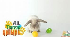 * RABBIT * | Animals For Kids | All Things Animal TV