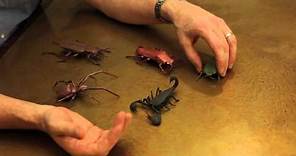 Robert Lang's Origami Insects