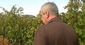 En las viñas con Jaime Llabrés del Petit Celler Son Prim, Mallorca