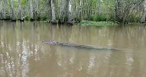 Dr. Wagner's Honey Island Swamp Tour - Alligator Sighting - Slidell, Louisiana