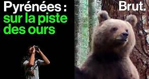 Sur les traces des ours dans les Pyrénées