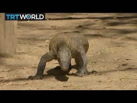 Indonesia Tourism: Villagers fear losing homes on Komodo island