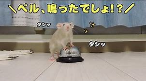 【ファンシーラット】呼び鈴鳴らしをネズミに教えた結果www