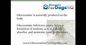 What are Glucosamine Side Effects in Dogs?