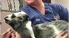Now here’s something you don’t see every day: a baby goat getting microchipped. Baaa-bara Anne, as she was called at the shelter, was just being unloaded at her new home along with her sister when she bolted Tuesday. After a wild chase, an Animal Control officer caught her and brought her to AACAC, where she was reclaimed by her owner today after being microchipped. She hadn’t even been named when she escaped; we’re kind of partial to her shelter name but defer to her owner, shown in the photo i