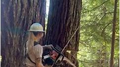#timberfalling #timberfaller #treecutting #logging #helicopterlogging #stihl #stihlusa #femalefaller #redwoods #forestmanagement #forestry #lumberjack #womenint #Reels #FacebookReels #ShortVideos #VideoContent #ViralVideos #Trending #Entertainment #FunTimes #CreativeContent #InstaReels #ExplorePage #SocialMedia #DigitalContent #VideoOfTheDay #ShareTheJoy | Tree Being