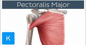 Pectoralis Major Muscle - Function& Origins - Human Anatomy | Kenhub