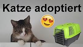 Katze aus Tierheim adoptiert! Einzug + Vergesellschaftung