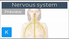 Nervous system (preview) - Human Anatomy | Kenhub