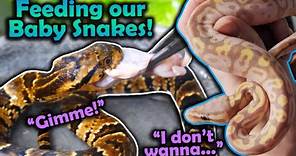 Feeding Baby Snakes their First Meals!
