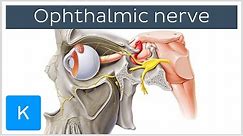 All About the Ophthalmic Nerve (preview) - Human Anatomy | Kenhub