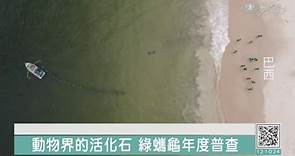「自然界百歲人瑞」綠蠵龜 敵不過海洋垃圾的衝擊