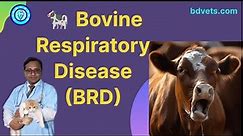 🐄 Understanding Bovine Respiratory Disease (BRD)