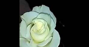Que significa la rosa Blanca. Rosas blancas Cual es su significado?.
