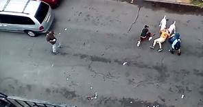 Pit Bulls Maul Multiple Men [GRAPHIC VIDEO]
