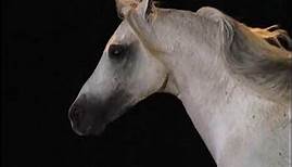 National Geographic: Великолепные лошади / The Noble Horse
