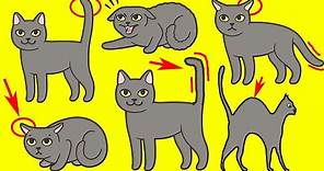 El lenguaje corporal del gato explicado
