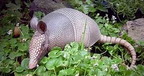 Cool Facts About Armadillos