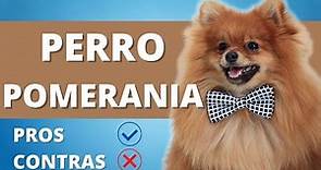 PERRO POMERANIA ❤️ Ventajas y Desventajas De Tener Un Perro Pomerania ❤️ PERROS HERMOSOS