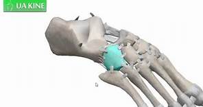Anatomía del Pie (Osteologia Parte 1)