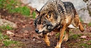 Lobo iberico 🐺(Documental, conviviendo con lobos)1080p valle de lobos