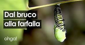 La metamorfosi del bruco che diventa farfalla. Ecco come avviene la magia della natura