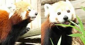 Red Panda Adaptations - Zoo to You