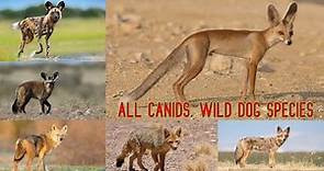 All Canids Species/wild dog species/types fo canis/all wild dogs/CANIDS