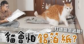 【黃阿瑪的後宮生活】貓會怕鋁箔紙？打造鋁箔紙路！