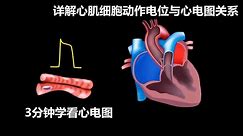 3分钟看懂心电图 详解心肌细胞动作电位与心电图关系