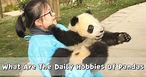 What Are The Daily Hobbies Of Pandas | iPanda