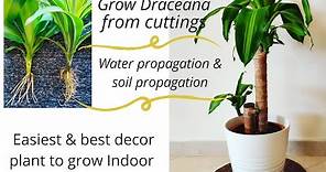 How to propagate Dracaena.100% successful and easy.Water & soil rooting of Lemon Lime & Massangeana.